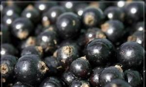 Черная смородина: как запастись витаминами на зиму Черная смородина в собственном соку без стерилизации