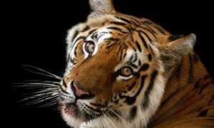 Год Тигра по китайскому гороскопу: кто они – люди-Тигры